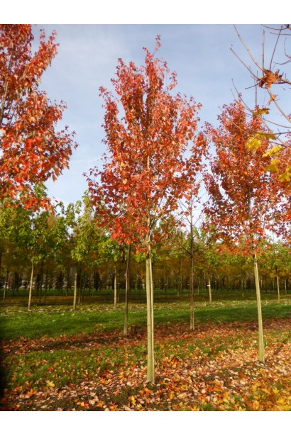 Acer rubrum Red Sunset